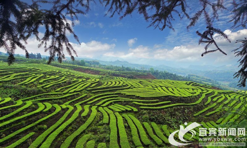 1585024767225625.jpg 珙县中高山优质生态名茶区.JPG